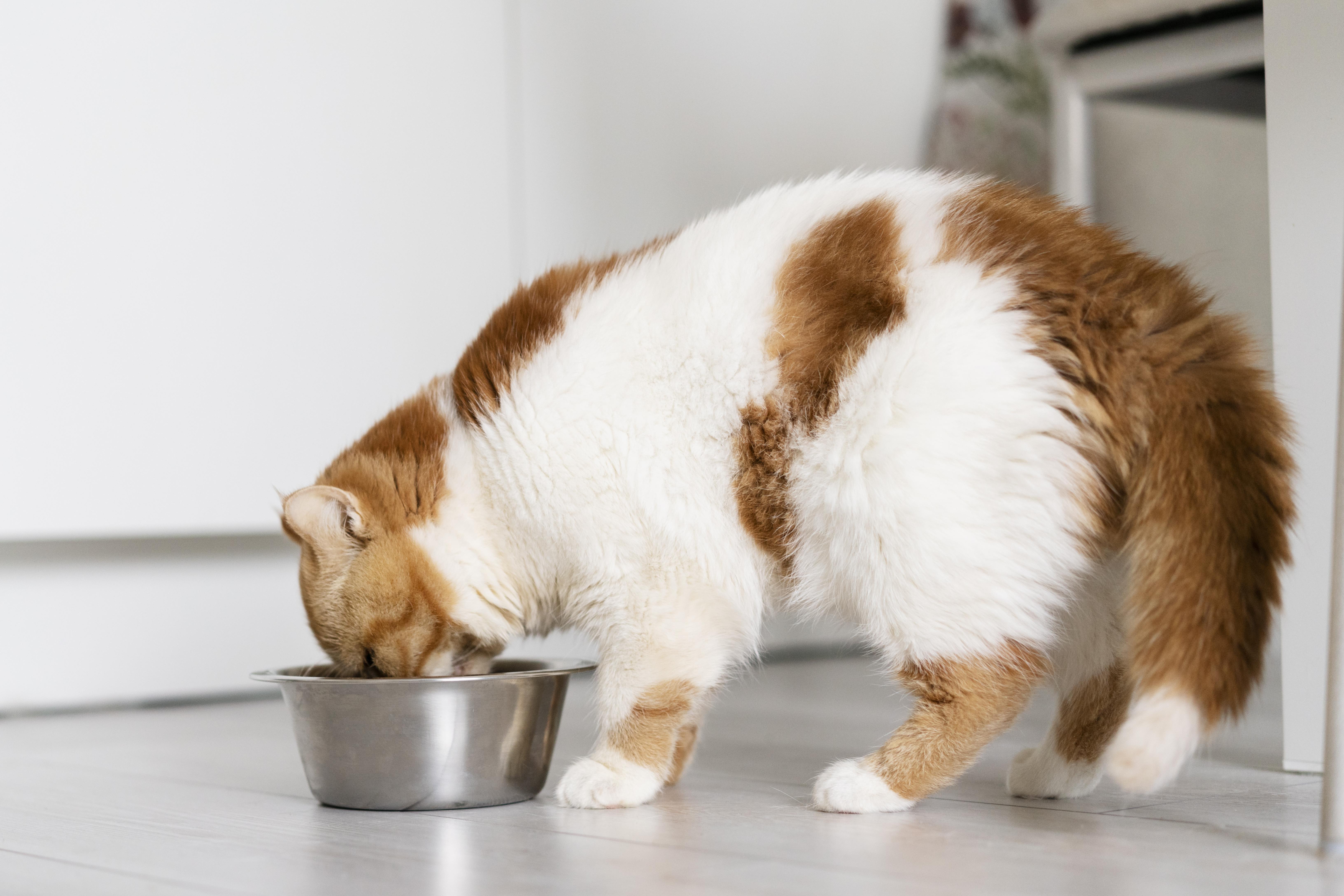 Cat Food for Sensitive Stomachs Cat Food for Sensitive Stomachs