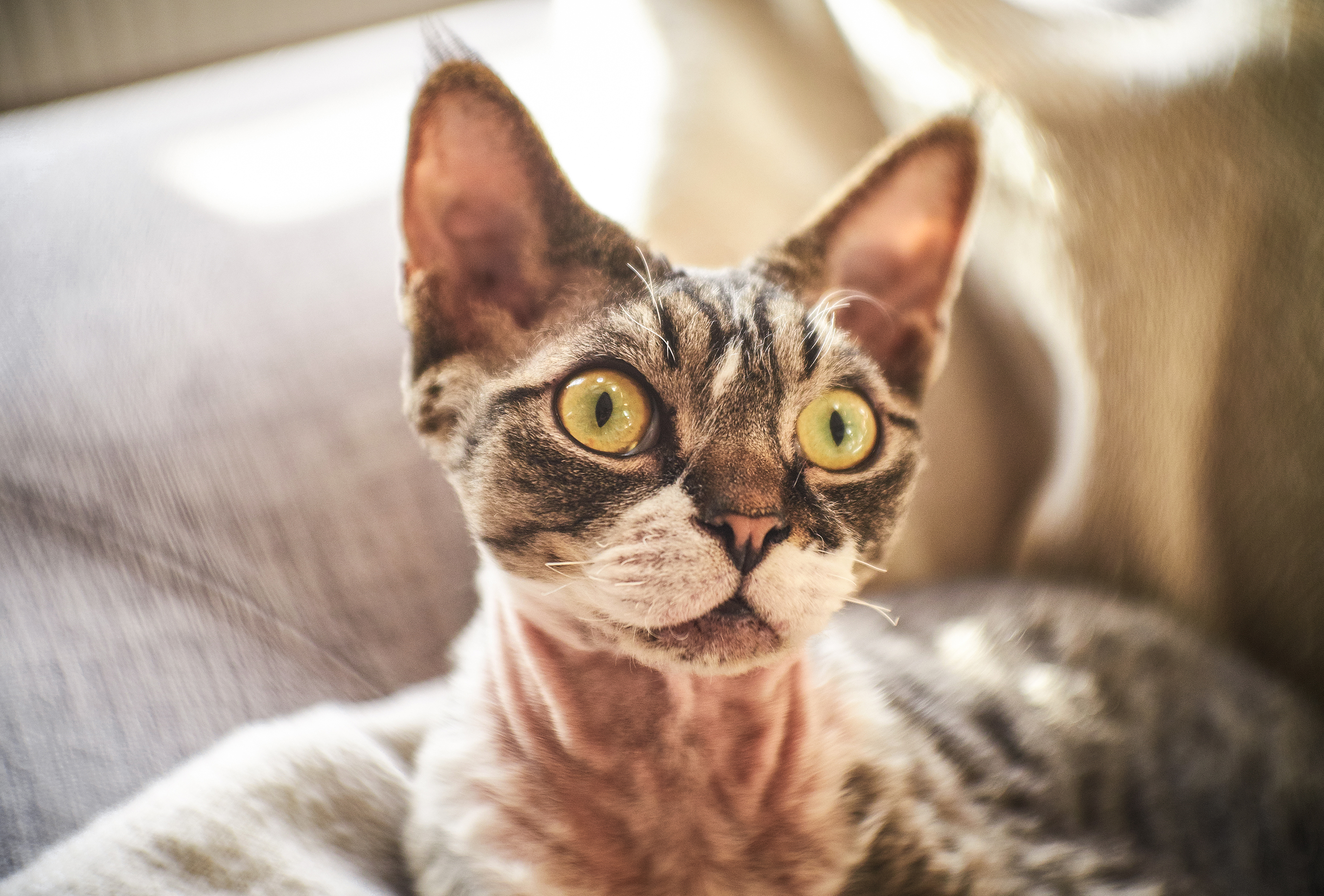 How Everyday Life at Home Shapes Your Cat's Emotional World