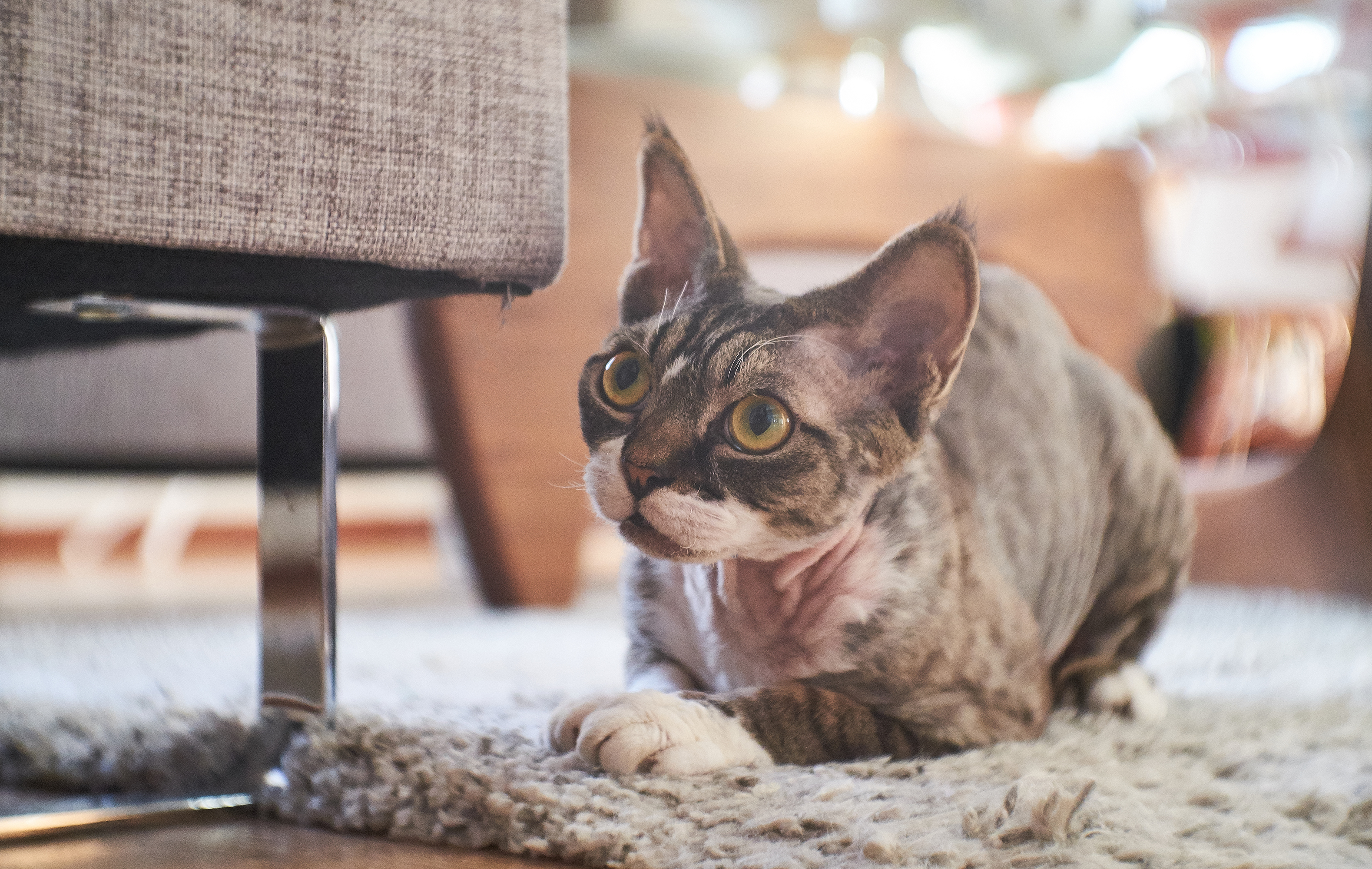Why Scents in Your Home Can Harm Your Cat Why Scents in Your Home Can Harm Your Cat