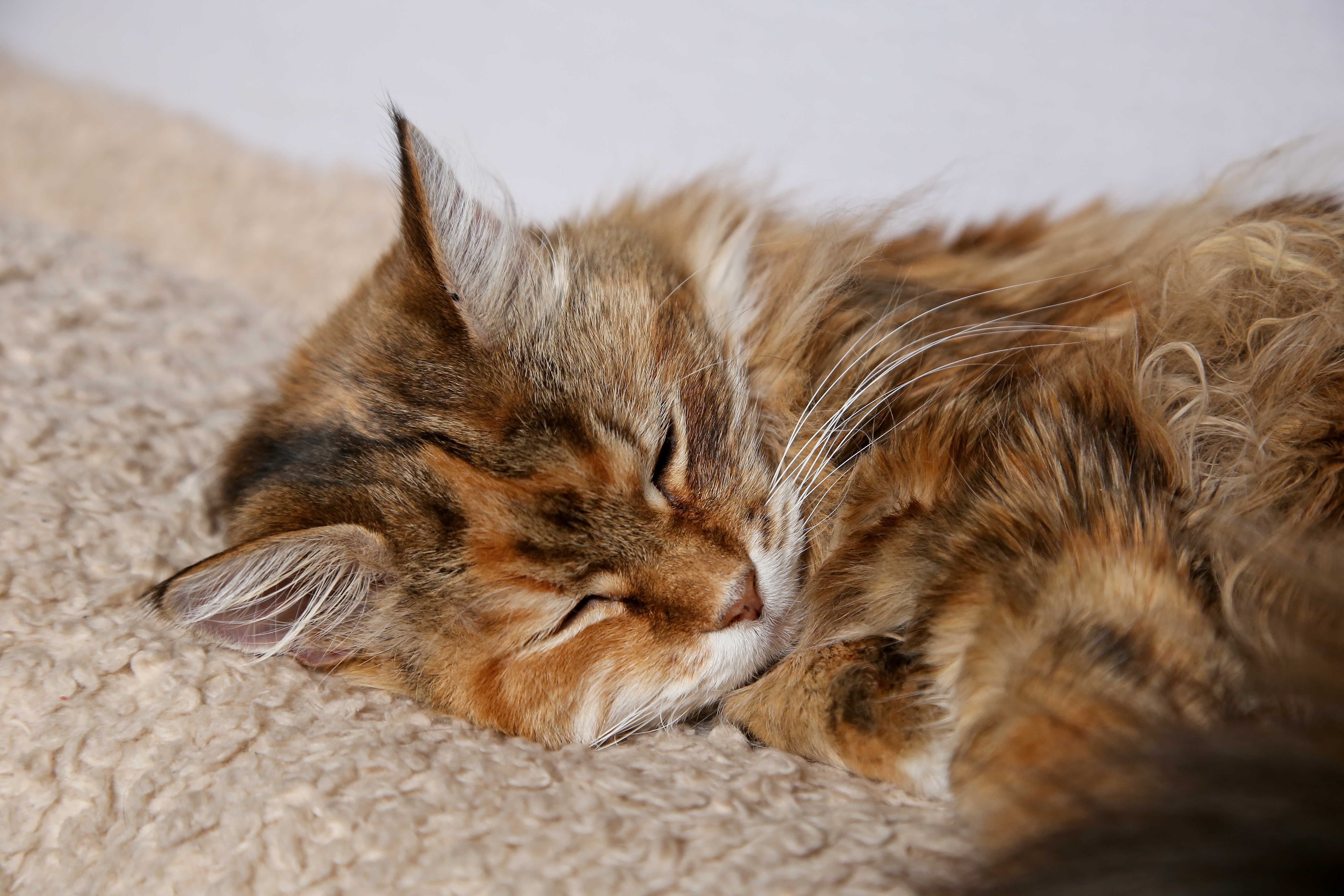 Sneezing in cats 
