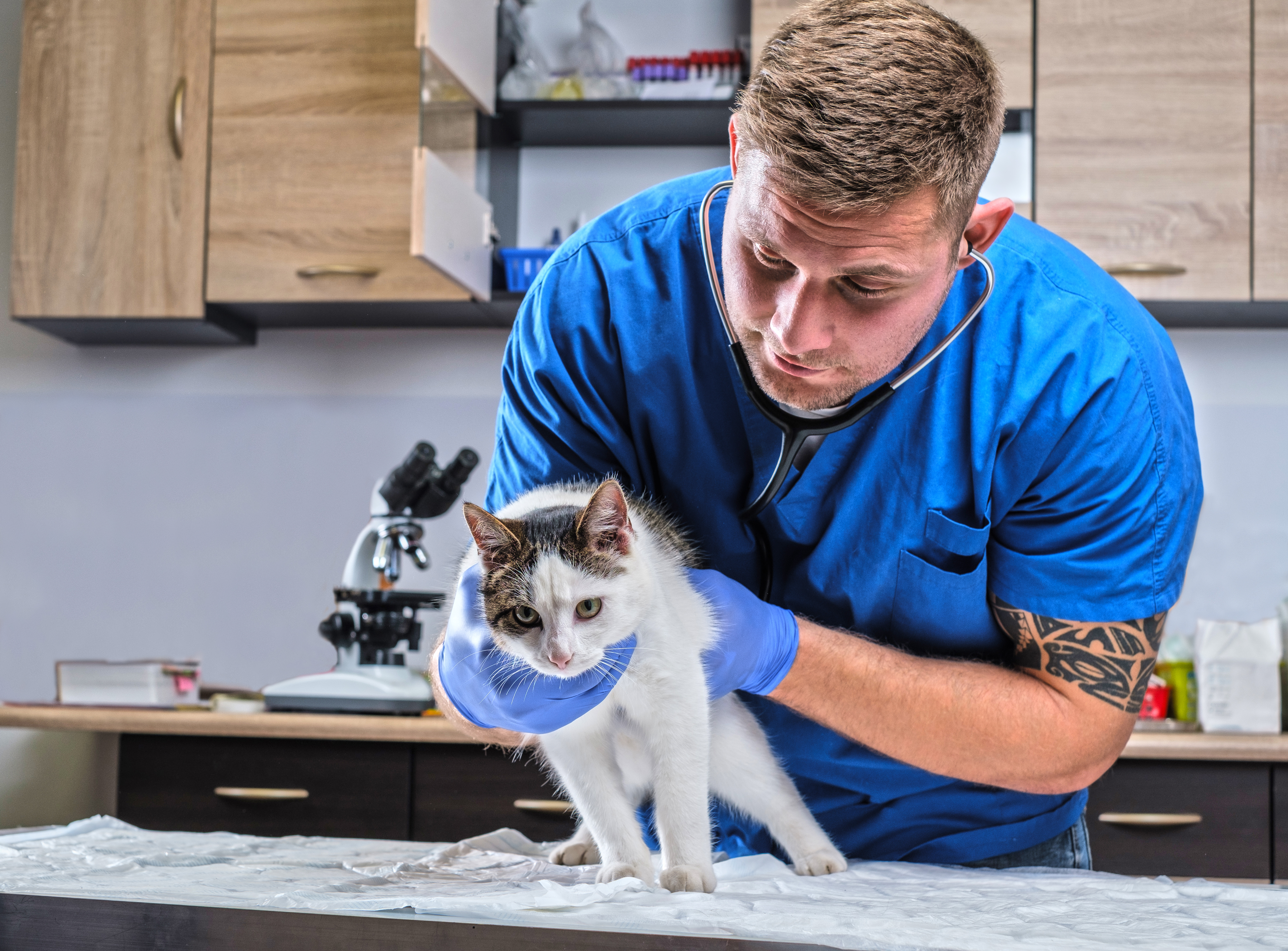 Veterinary doctor examining a sick cat with stethoscope in a vet clinic